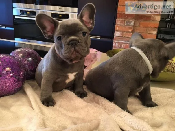 French bulldog puppies