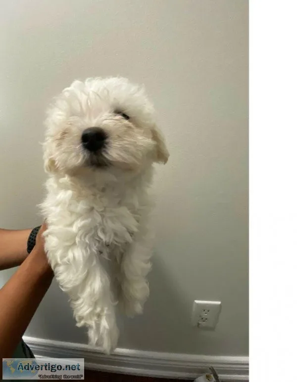 F1b cute maltipoo puppies