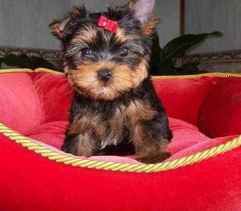 Male And Female Yorkie Puppies For sale