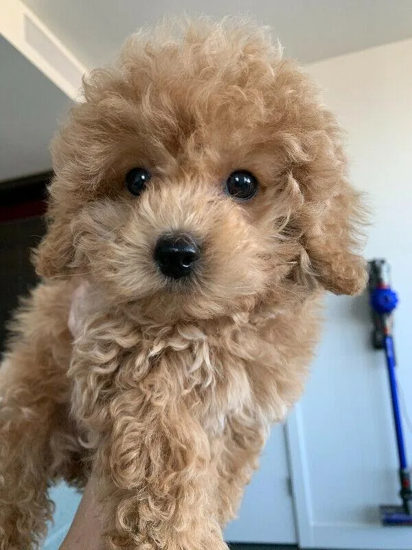 Apricot toy poodle girls