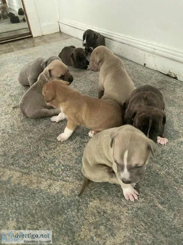 Pitbull pups for 200