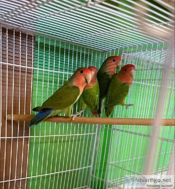 Love Birds