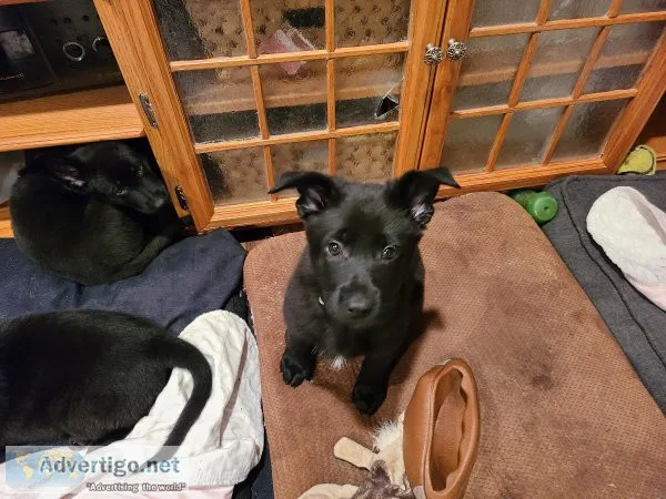 Black German Shepherd Puppies
