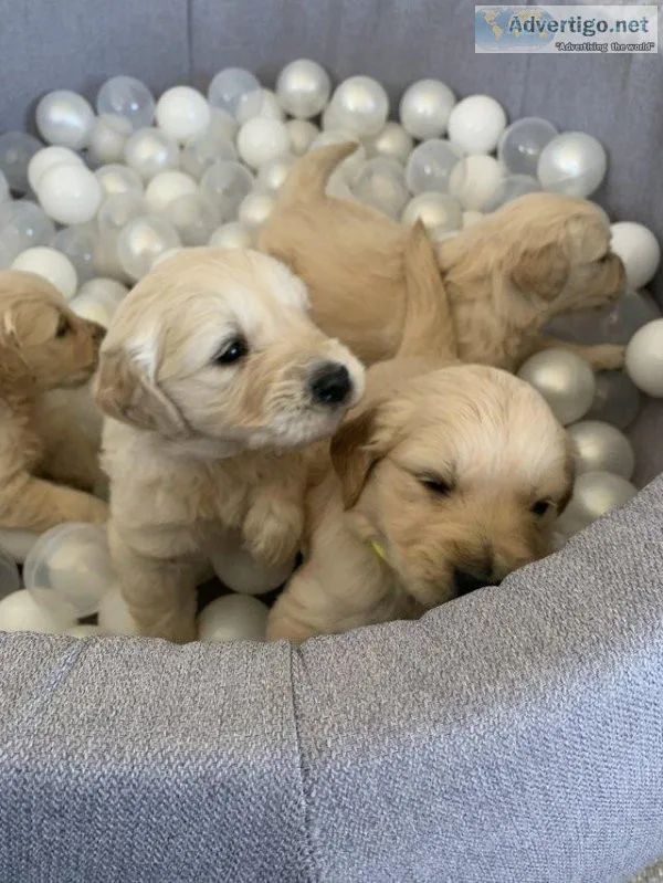 Kc registered pedigree registered golden retriever puppies