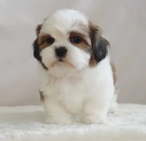 shih tzu puppy