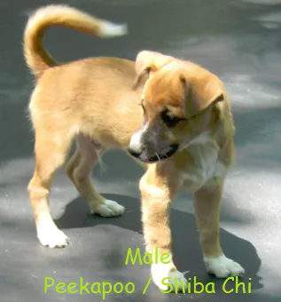 shiba inu mix pups
