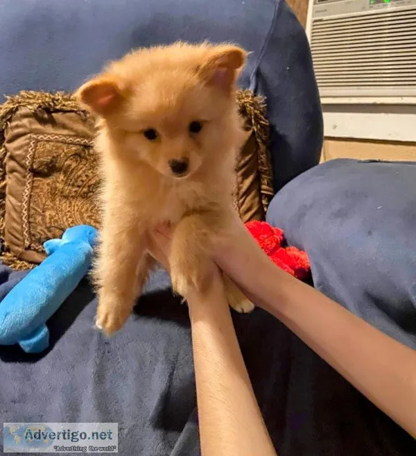 POM-CHI