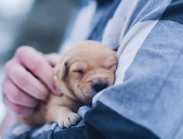 Why does my dog need immunization