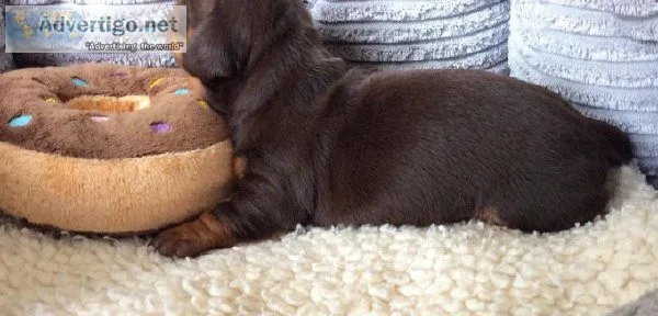 Beautiful and standard dachshund puppies
