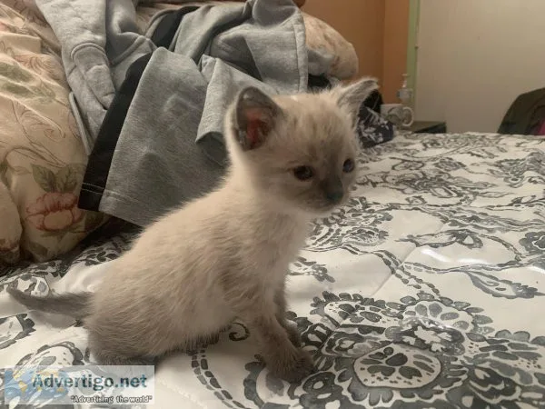 Siamese kitten need a good home