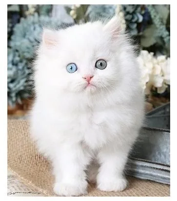 Young Blue-Eyes Persian Kittens for sale