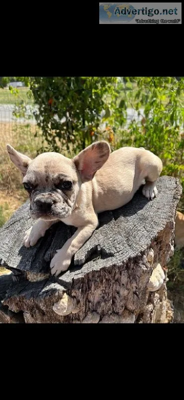 Akc Merle frenchie female