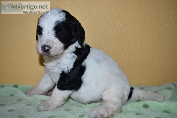 Labradoodle Puppies