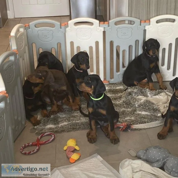 Doberman pinscher puppies for sale