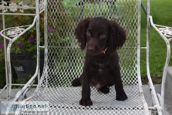 BSS Boykin Spaniels