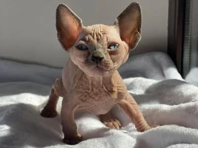 Playful Sphynx kittens