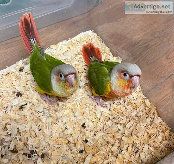 Green Cheek conures for sale