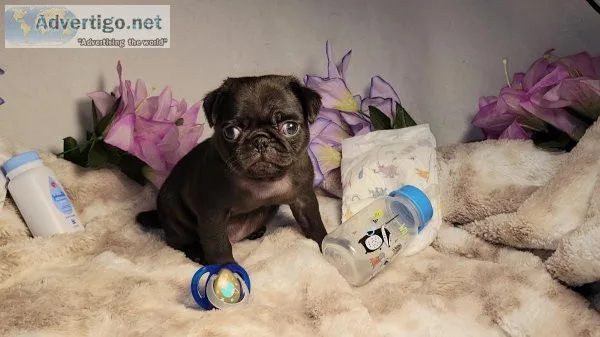 Pug puppies