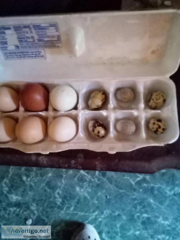 mixed 6 chicken and 6 quail eggs