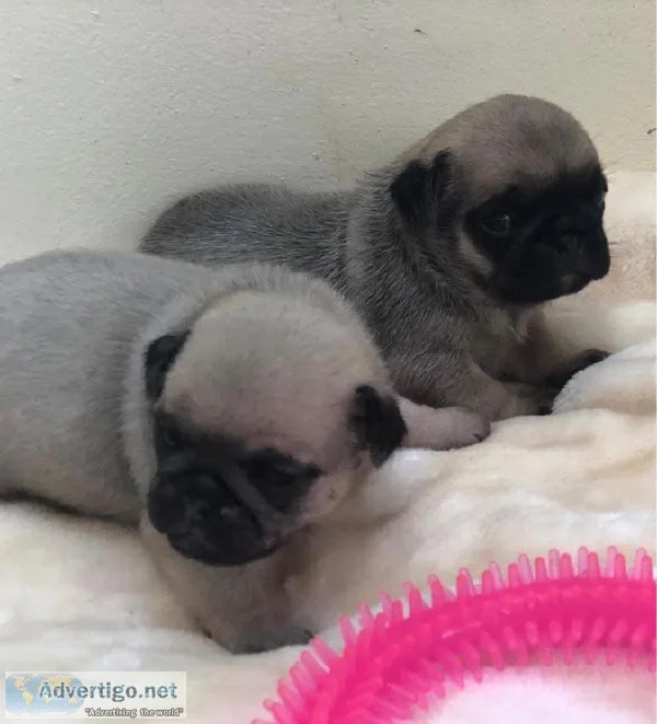 Pug Puppies