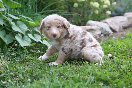 Gorgeous Australian Shepherd Puppies Available
