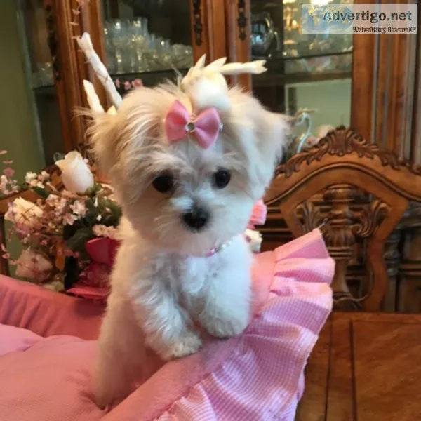 Purebred MiniatureToy Maltese Puppies