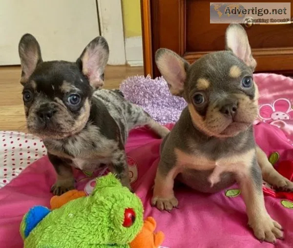 beautiful frenchie puppies