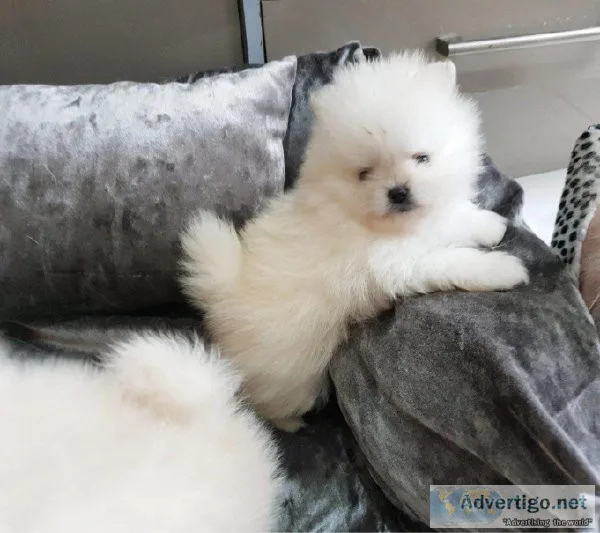 Pomeranian Puppies