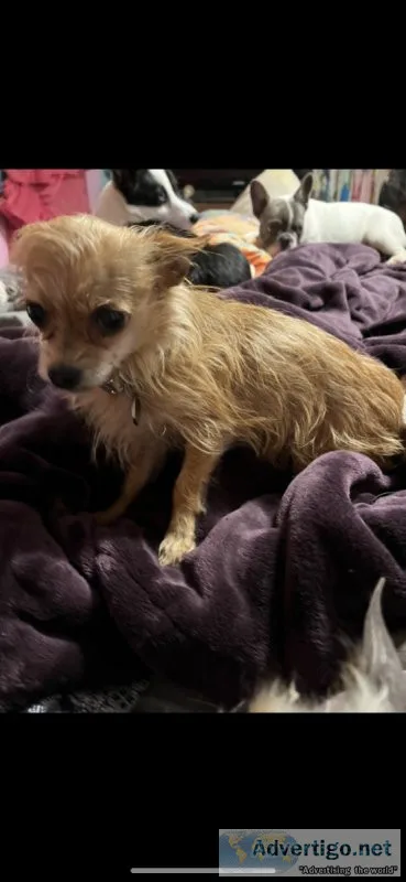 Yorkie-chi bred to lavender merle chihuahua