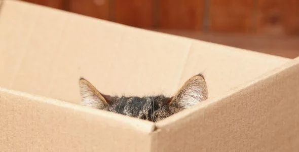 Moving with Pets