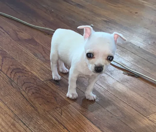 Cute Little Chihuahua