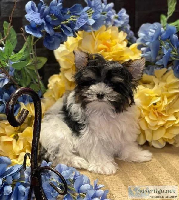 Yorkie male parti colored teacup