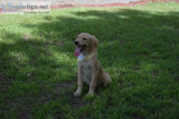 Golden Retriever