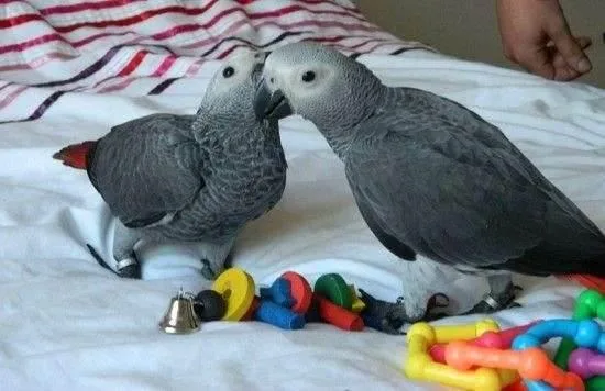 Well socialized Babies African Grey Parrot Ready
