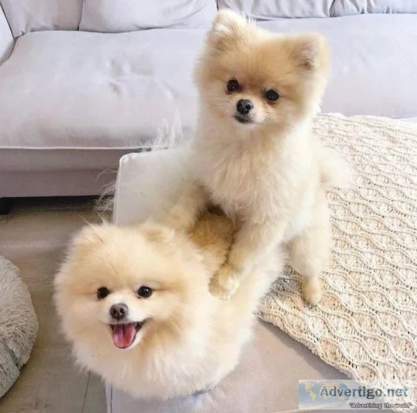 Cute pomeranian