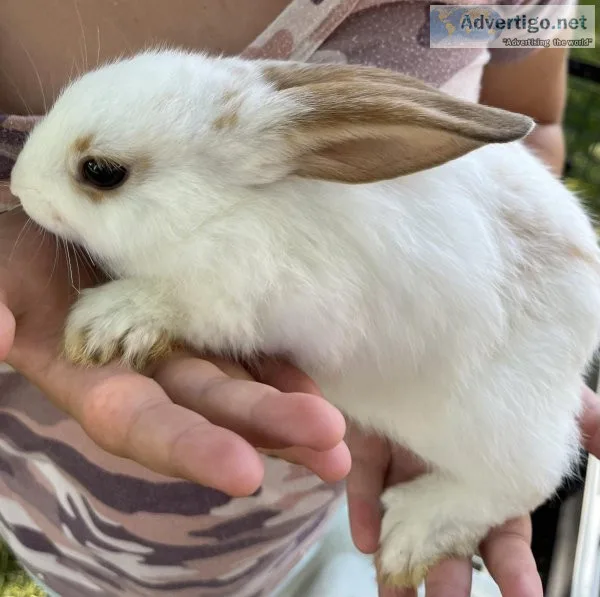 Baby Bunnies
