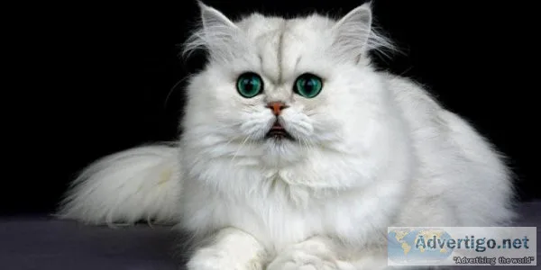 Persian cat in Delhi