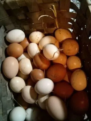 12 Mixed colorful chicken eggs