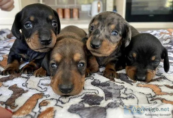 Gorgeous Miniature Dachshund Puppies