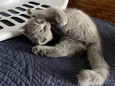 precious Scottish fold