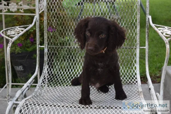 BSS Boykin Spaniels