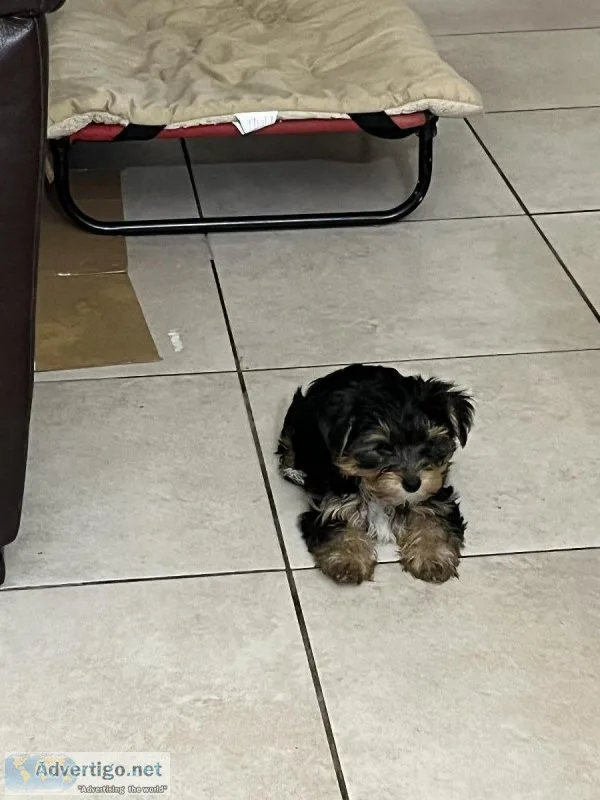 Gorgeous yorkies