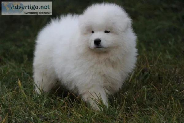 Samoyed puppies ready