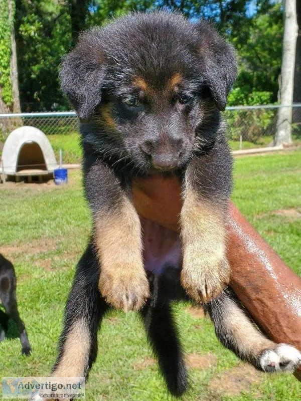 German Shepherd