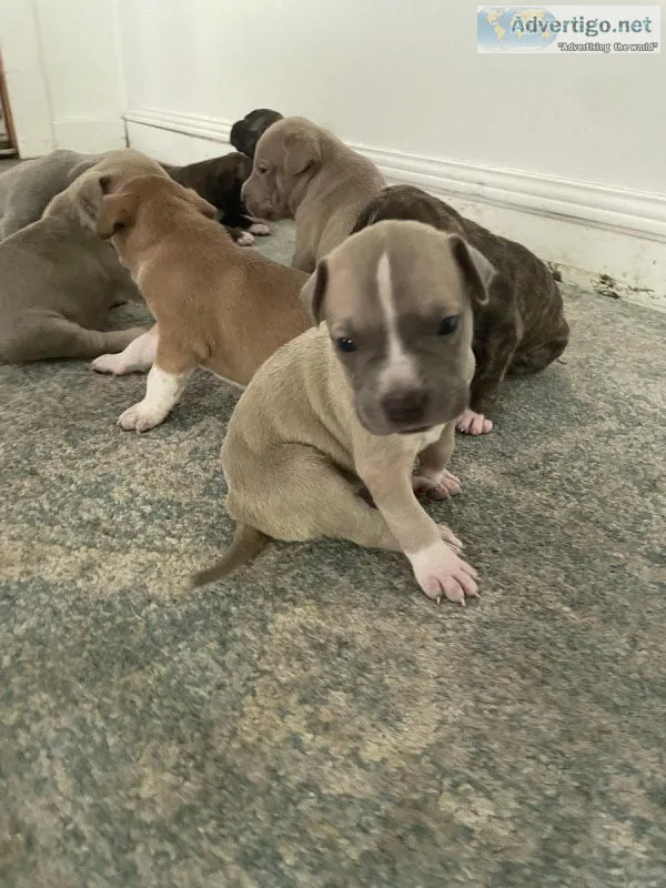 Pitbull puppies for 200