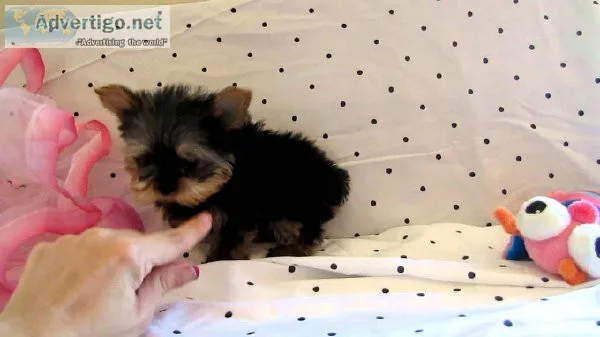 Adorable Tiny Teacup Yorkie Puppies For Re-Homing