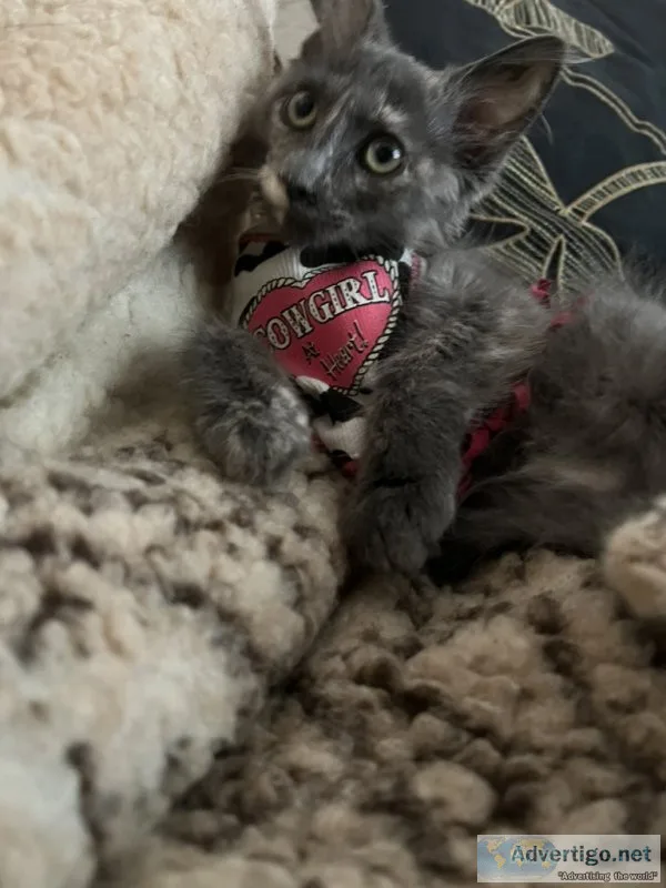 Long hair Siamese mix kitty