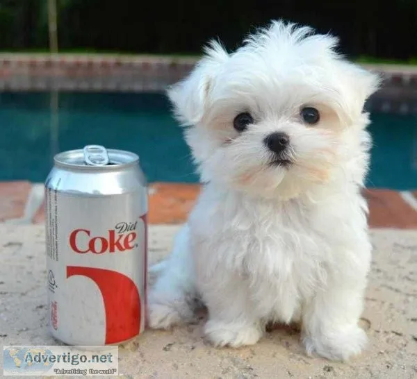 Beautiful Maltese puppies for good home