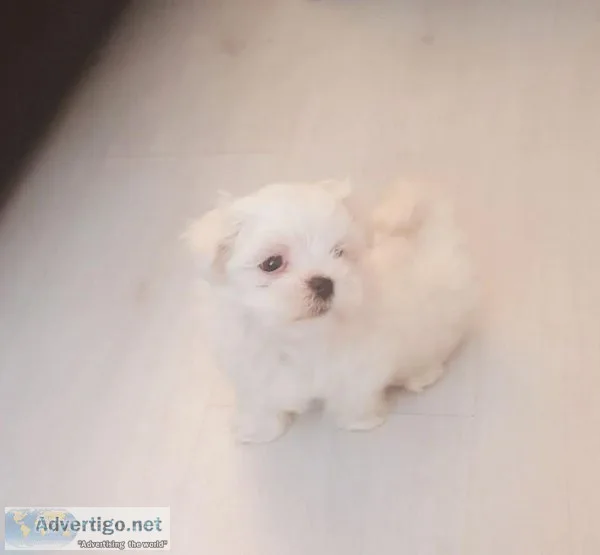 Maltese Puppies present