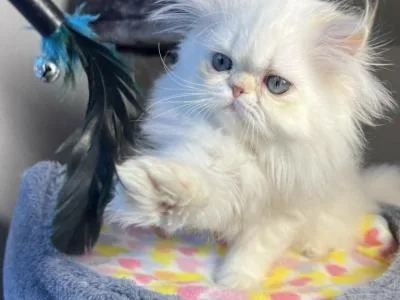 Nice persian kittens Avail.